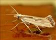 0465 (18.003) Plutella porrectella